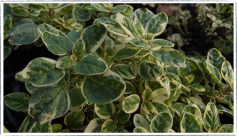 Buy Country Cream Oregano Plants Online From £280 Herbalhaven