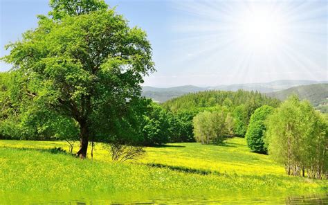 1600x900 Resolution Green Leaved Trees And Grass Field Under Sunny