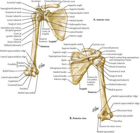 Osteology Anterior And Posterior View Of The Humerus