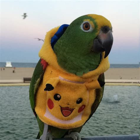 Pet Bird Parrot Pokemon Pikachu Hoodie Jacket All Sizes Etsy
