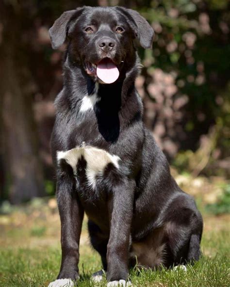 Aussiedor Is The Australian Shepherd Lab Mix Right For You K9 Web