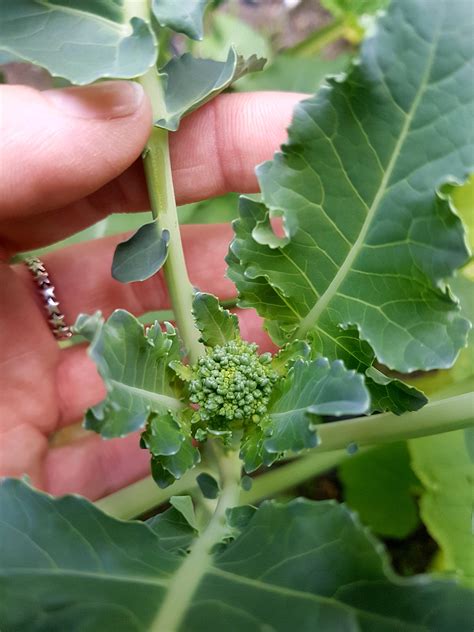 My Very First Attempt At Broccoli Im So Excited Rgardening