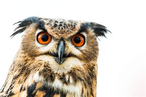 Free Image On Pixabay Eagle Owl Bubo Bubo Owl Bird Owl Owl