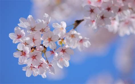 Wallpaper Flowers Branch Cherry Blossom Spring Flower Season