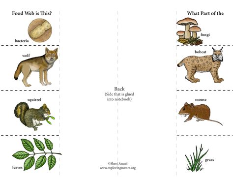 Trophic levels in the food chain. Food Web (Trophic Levels): Foldable Activity