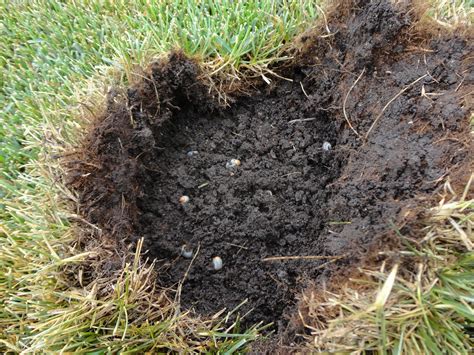How To Prevent Grubs From Damaging Your Lawn The Lawn Care Blog