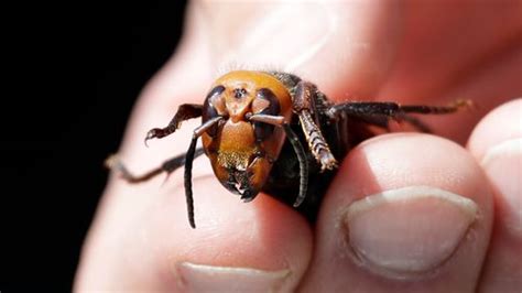 Killer Asian Hornets Swarming Uk With More Seen This Year Than Previous Six Combined Mirror Online