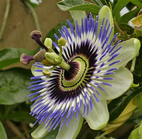 Passion Flower - Birds and Blooms
