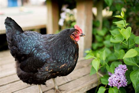 7 Checks For A Healthy Chicken Choosing Your Chickens Gallinas Guía