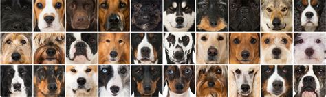 How To Choose The Right Dog Breed Breed Information Mad Paws Blog