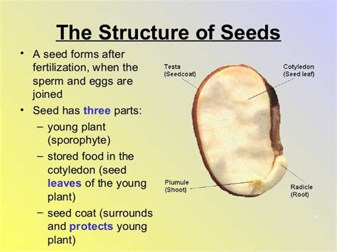 Seed Plants