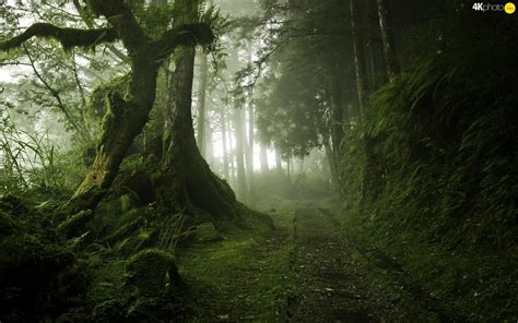 Résultat De Recherche Dimages Pour Fog Forest 4k Mystical Forest