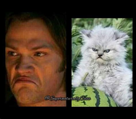 There Is No Difference Supernatural Purrfect Jared Padalecki