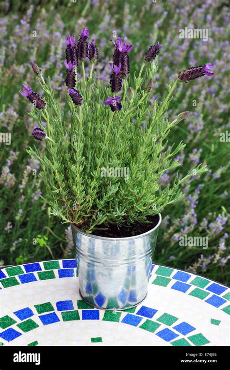 Lavender In Pot Stock Photo Alamy