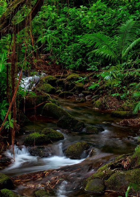 Stream In A Rainforest ~jar Flickr