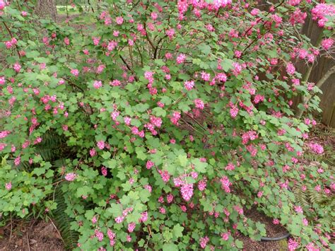 The many benefits of small shrubs. Super Natural Landscapes | Native species make gardening easy.