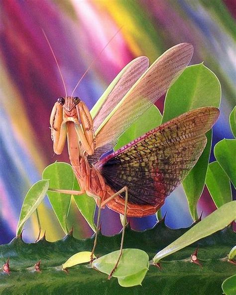 Praying Mantis Life Cycle Praying Mantis Animals Beautiful Creatures
