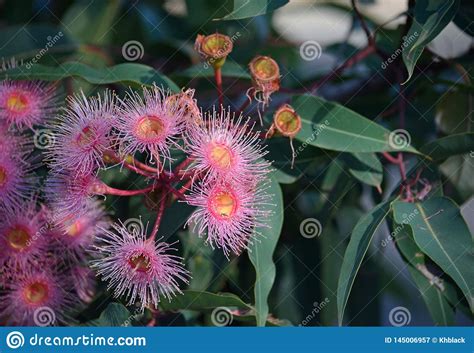 Pink Australian Corymbia Gum Tree Blossoms Stock Image Image Of