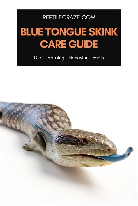 Blue Tongue Skink Care Guide Diet Housing Facts Reptile Craze