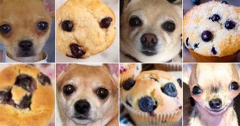 I handed one of the vegan fried chicken patties to him wrapped in a paper towel. Chihuahua Or Muffin? Puppy Or Bagel? Look Carefully At ...