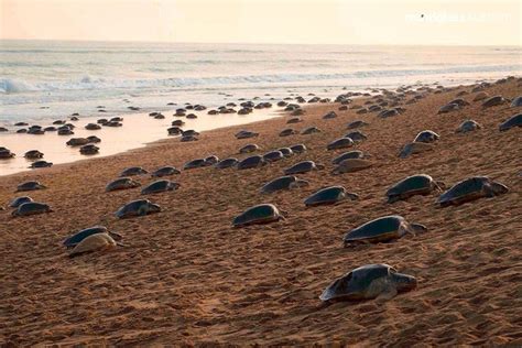 Miles de tortugas invadieron una playa vacía de India para anidar