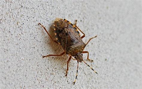 Pest Spotlight What To Do About Stink Bugs In Monmouth County