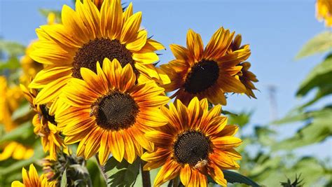 Read reviews for sunflower, jua maya hybrid. sunflower 20 free Cliparts | Download images on Clipground ...