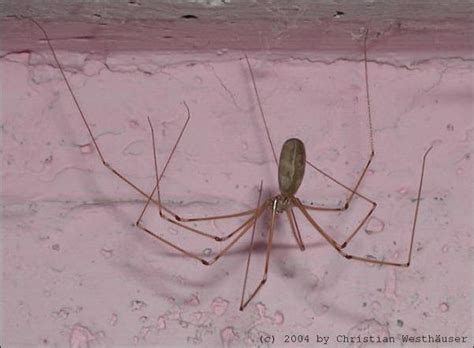 Problematisch wird es nur, wenn die spinnen beispielsweise im schlafzimmer vorkommen und nachts ins bett geraten. spinne... - Rat im Forum auf Mädchen.de