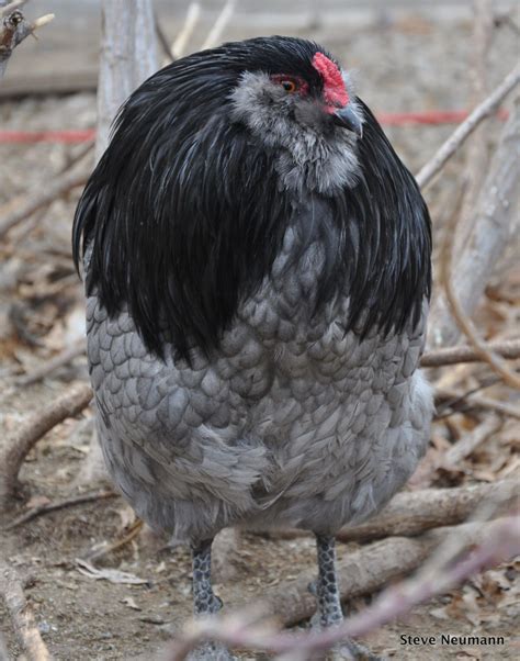 Chicken Breed Focus Ameraucana BackYard Chickens