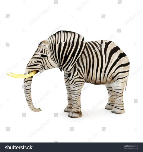 Different Elephant With Zebra Stripes On A White Background Stock