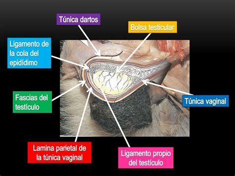 Órganos genitales del perro macho