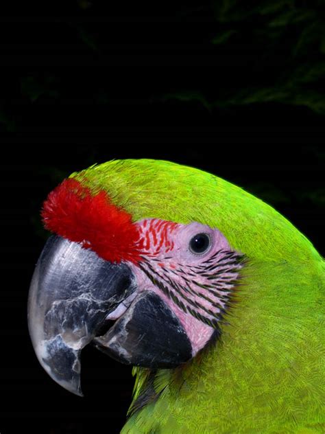 Barbecue restaurant in sámara, guanacaste, costa rica. TrekNature | Costa Rican green parrot Photo