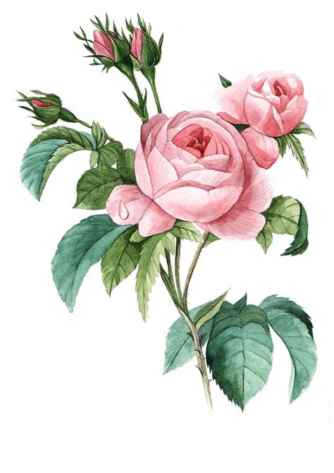 Rose On Behance Flower Illustration Flower Art Flower Drawing