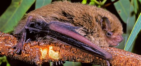 Inland Forest Bat All About Bats