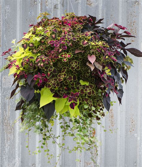 Breathtaking Best Plants For Hanging Baskets Full Sun Calathea Leaves