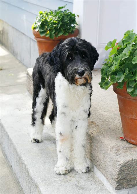 portuguese water dog dogs breed information omlet