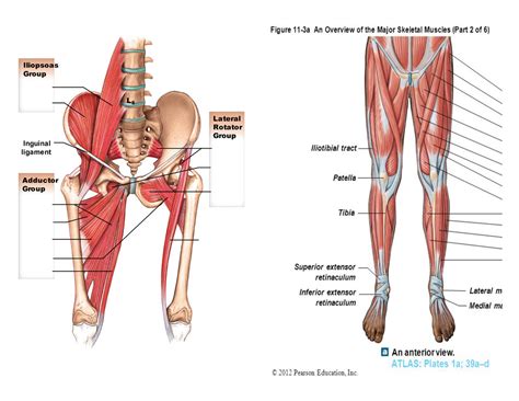 Hip Muscles Diagram Diagram Labelled Of The Hip Muscles Human Anatomy Bodyring Pages Book