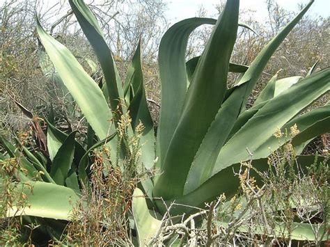Not all cacti types produce flowers. PlantFiles Pictures: Agave Species, Giant Agave, Century ...