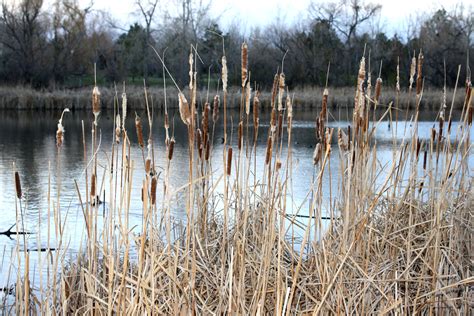 Dry Cattails By Edge Of Pond Picture Free Photograph Photos Public