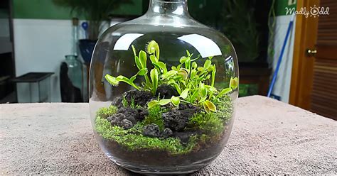 A venus flytrap leaf has two lobes connected at a hinge on its stalk. Learn How To Create Your Own Carnivorous Fly Trap Terrarium