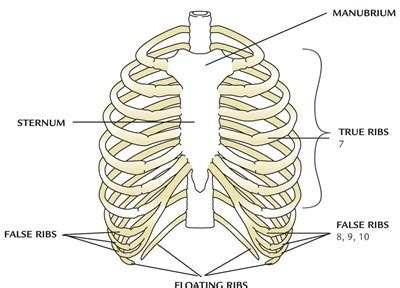 Drawing human figures is considered to be the most difficult for artists to do. Bones Of The Female Body: Diagrams And Pictures