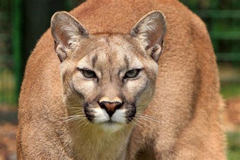 Cougar Attack Cougar Mauls 9 Year Old At Church Camp In Washington State