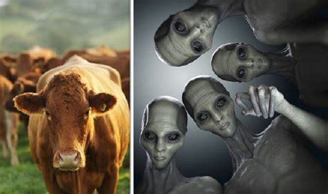 Aliens Blamed For Spate Of Cow Mutilations In Argentina After Strange Lights Seen In Sky