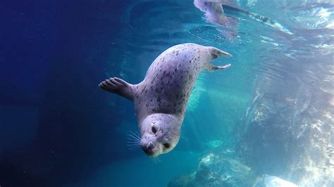 Harbor Seals Swim In Slow Motion Youtube