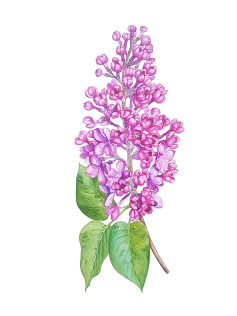 Lilac Watercolor On Behance