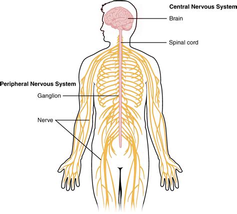 The central nervous system is made up of the brain and spinal cord. Central And Peripheral Nervous System