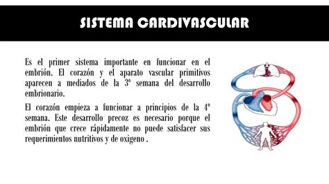 Sistema Cardiovascular Salud Anatomía Udocz