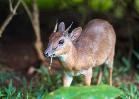 15 Smallest African Antelopes Species Range Size Photos Full Guide