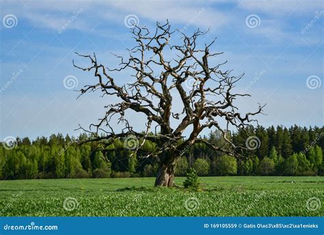 A Lone Dead Oak Tree As A Natural Sculpture In Nature Stock Image