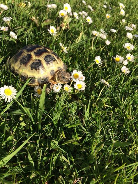 What To Feed Your Tortoise To Keep Them Healthy Horsefield Tortoise